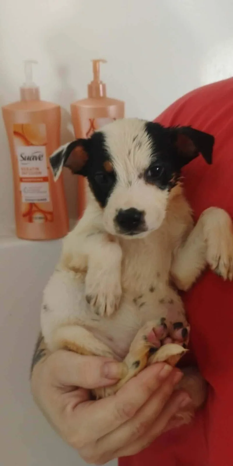 A baby small-sized female Australian Cattle Dog / Blue Heeler dog named Iris for adoption in Bradenton, FL