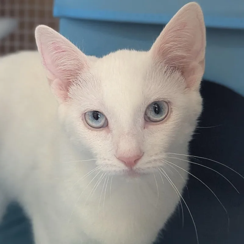 A baby small-sized female White Domestic Short Hair cat named OxiClean for adoption in Frederick, MD