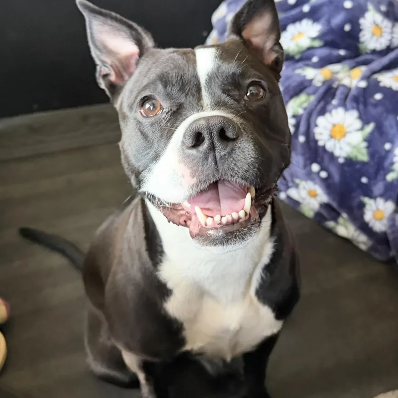 A young medium-sized female Black Pit Bull Terrier dog named Pepper for adoption in Pelham, NH