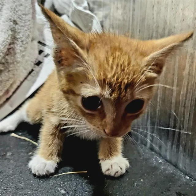 A baby small-sized female Domestic Short Hair cat named Tuna for adoption in San Antonio, TX