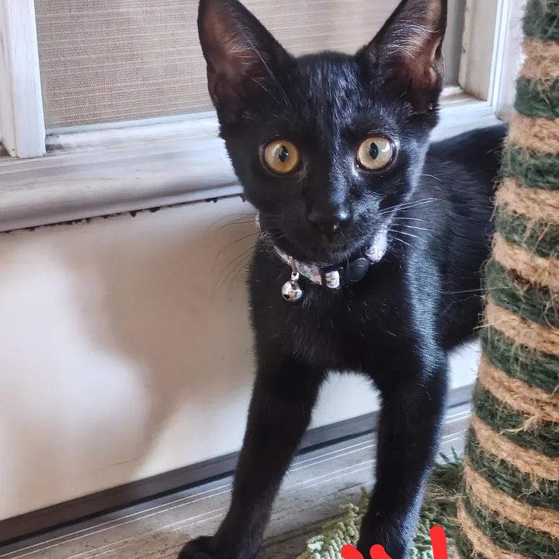 A baby small-sized male Black Domestic Short Hair cat named Chewy for adoption in Orange, CA