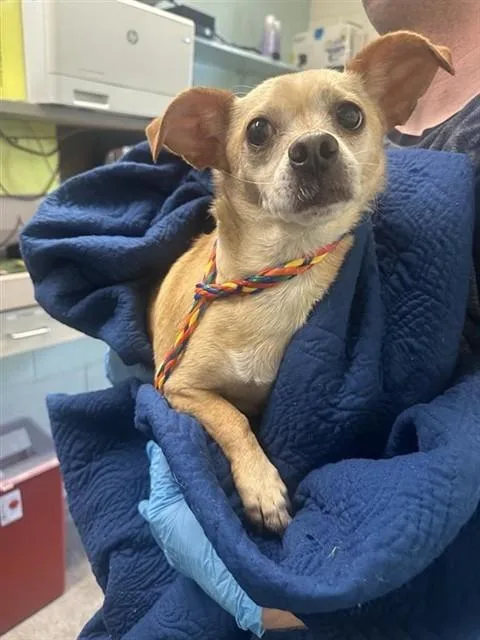 A young small-sized male Chihuahua dog named Dana for adoption in Sacramento, CA