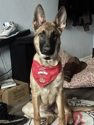 An adult large-sized female German Shepherd Dog dog named Bella for adoption in South Bend, IN