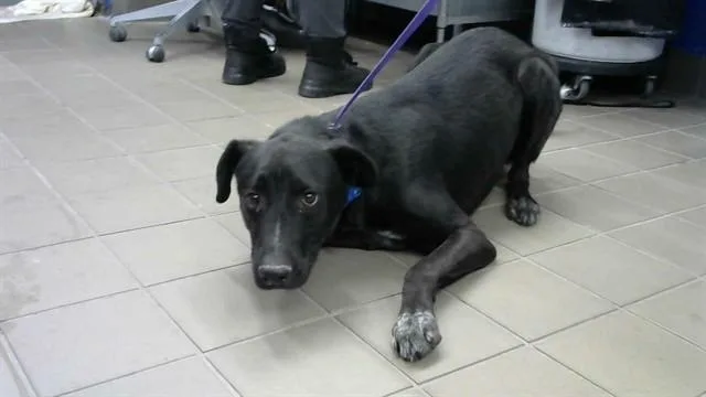 An adult medium-sized male Labrador Retriever dog named Oreo for adoption in Albuquerque, NM