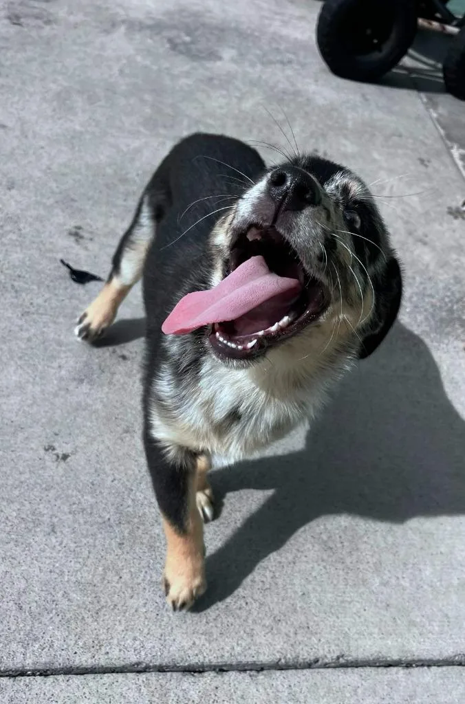 A baby large-sized female Australian Cattle Dog / Blue Heeler dog named Duck for adoption in Blountville, TN