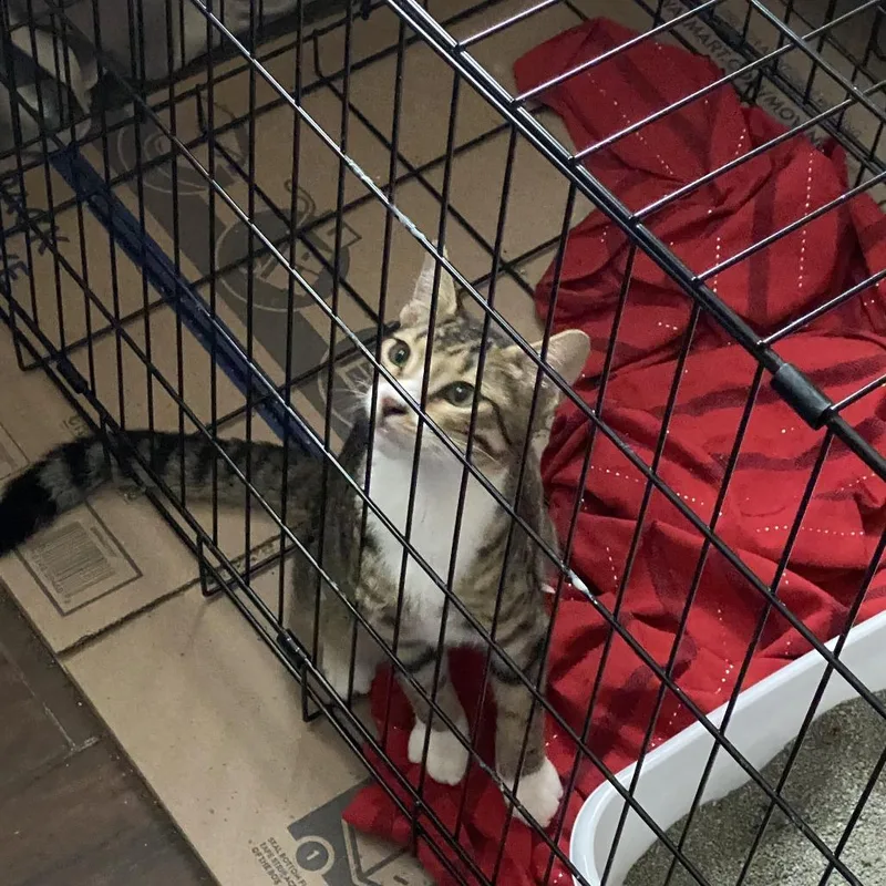 A young medium-sized male Domestic Short Hair cat named Flaco for adoption in Tulsa, OK