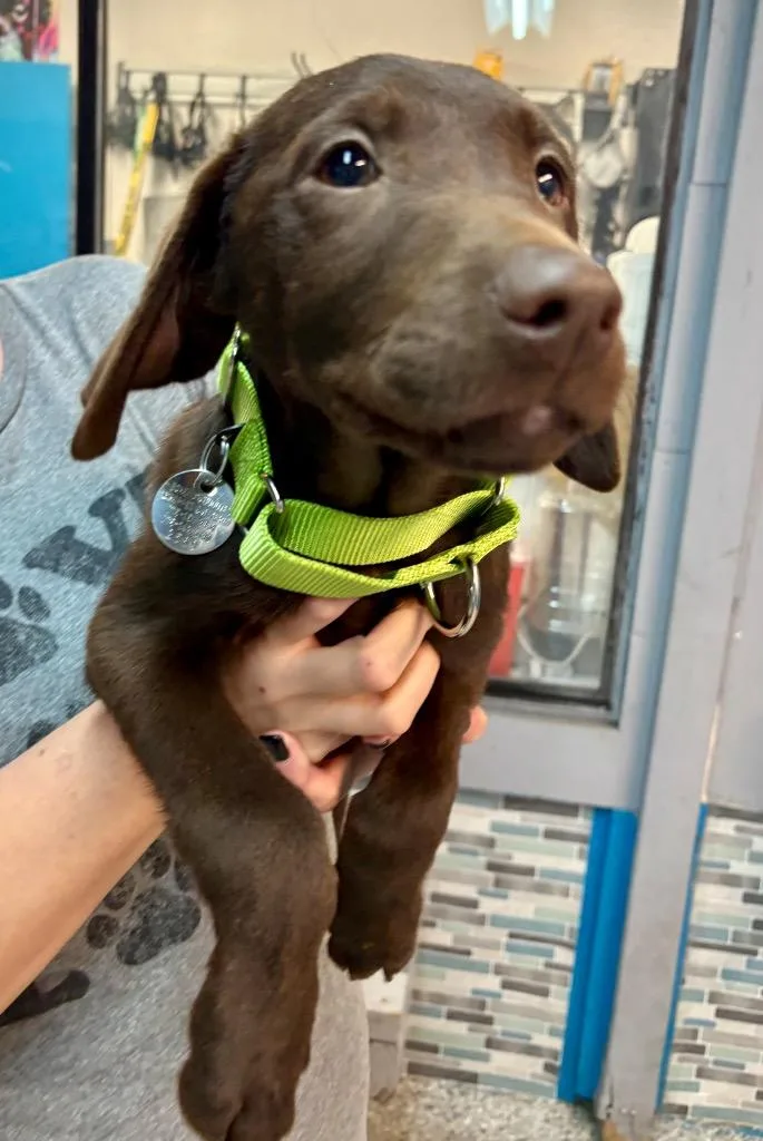 A baby large-sized male Labrador Retriever dog named Blane for adoption in Reno, NV