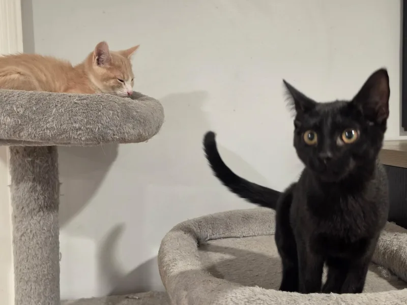 Rolo and Hershey thumbnail 2
