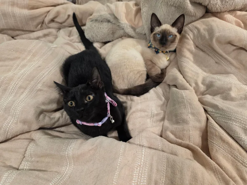 Rolo and Hershey thumbnail 3