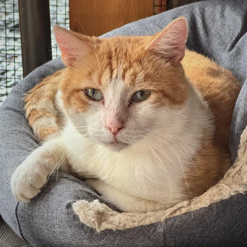 An adult medium-sized male Domestic Short Hair cat named Ronald for adoption in Cumming, GA