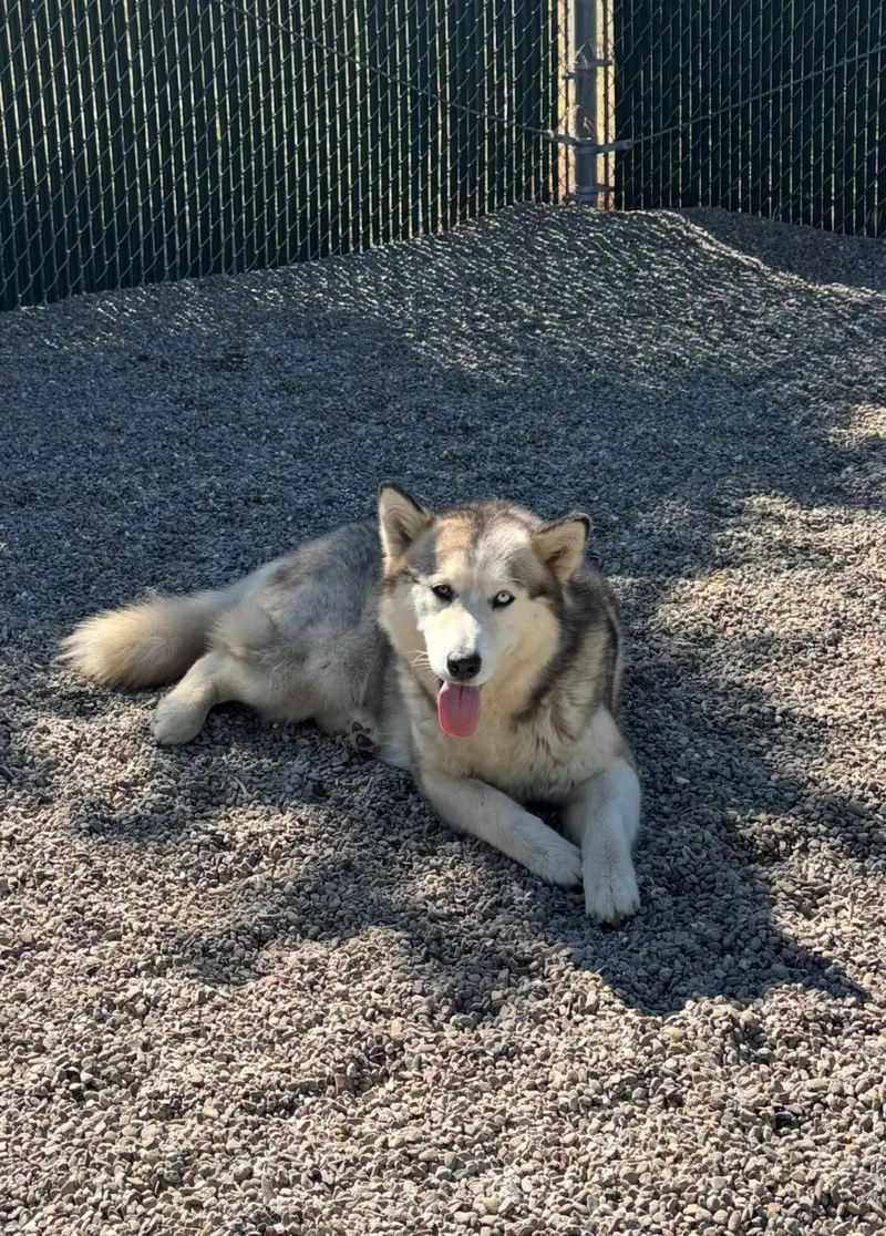 A young large-sized female Tricolor (Brown, Black, & White) Siberian Husky dog named Iris for adoption in Ripon, CA