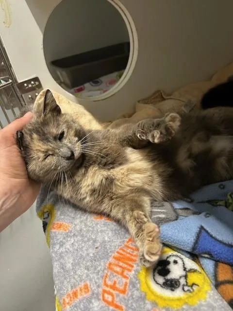 An adult medium-sized female Domestic Short Hair cat named Martini for adoption in Muskegon, MI