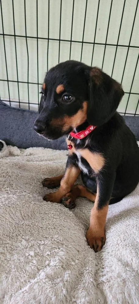 A baby small-sized female Brown / Chocolate Rottweiler dog named Lisa for adoption in Colorado Springs, CO