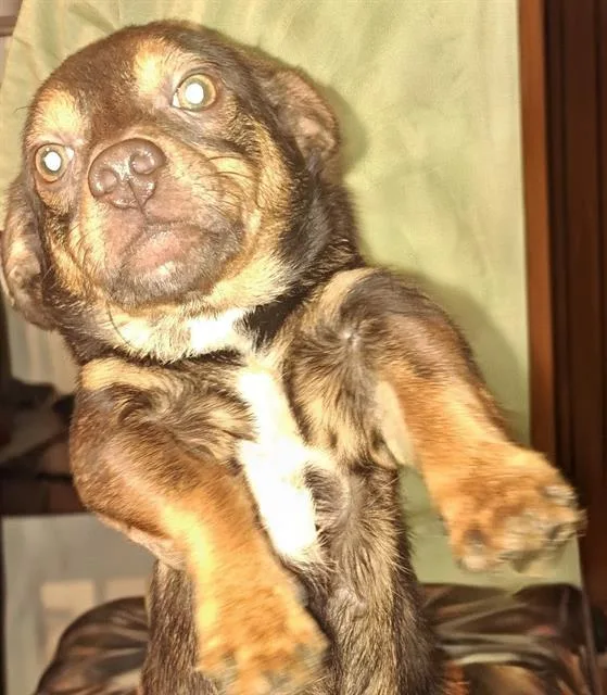A young small-sized male Chihuahua dog named Flynn for adoption in San Antonio, TX