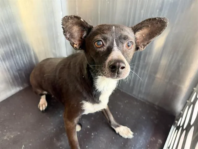 An adult medium-sized female Terrier dog named Negra for adoption in San Antonio, TX