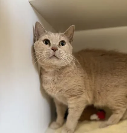 An adult medium-sized female Domestic Short Hair cat named Bailey for adoption in Harbor Springs, MI