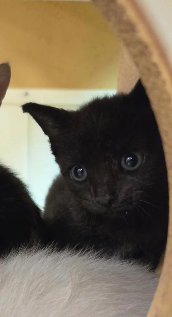 A baby medium-sized female Domestic Short Hair cat named Kia for adoption in Tampa, FL
