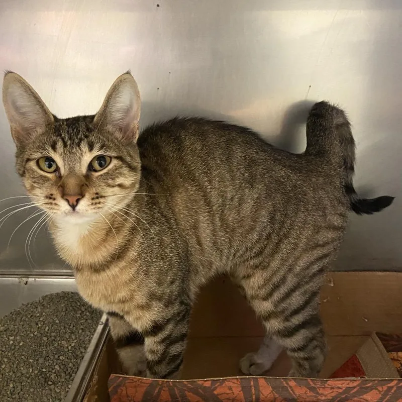 A young medium-sized female Brown / Chocolate Domestic Short Hair cat named Sassy for adoption in Monroe, LA