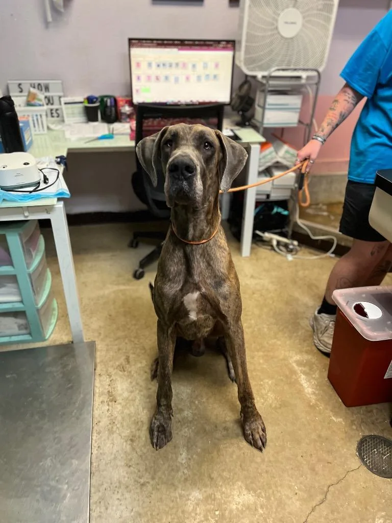 A young extra large-sized male Great Dane dog named Horse for adoption in New Braunfels, TX