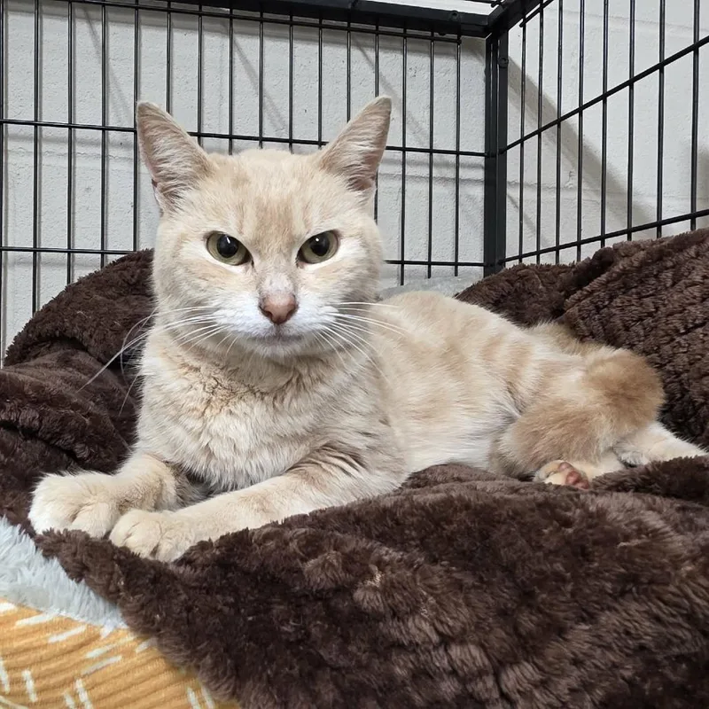 An adult medium-sized female Buff / Tan / Fawn Domestic Short Hair cat named Starburst for adoption in Hamilton, GA