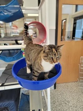 An adult medium-sized female Domestic Short Hair cat named Misty for adoption in Fergus Falls, MN