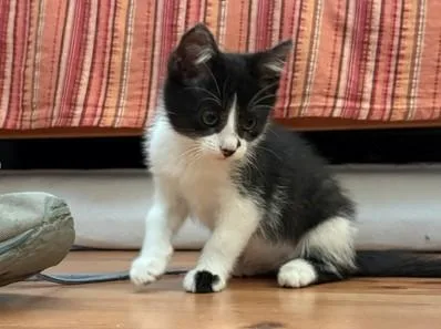 A baby small-sized female Domestic Short Hair cat named Surf for adoption in Santa Cruz, CA