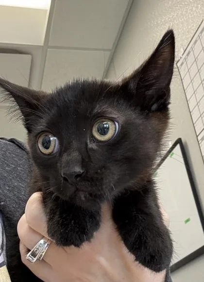 An adult medium-sized male Domestic Short Hair cat named Pancake for adoption in Lafayette, IN