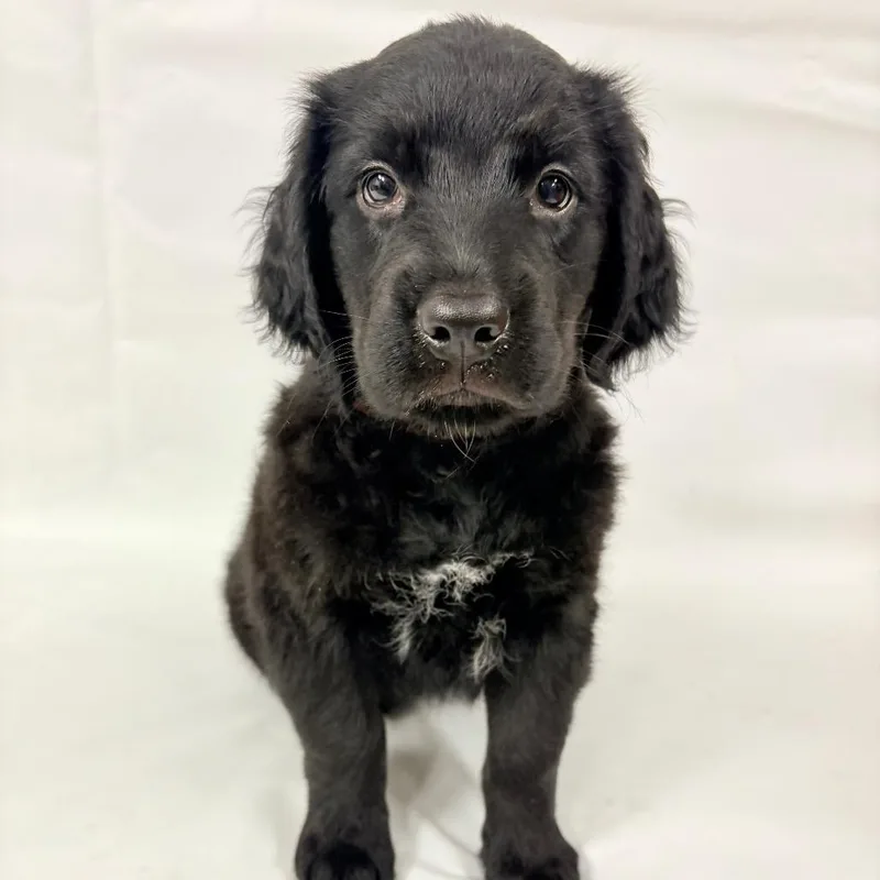 A baby small-sized female Goldendoodle dog named 1164 (2026) for adoption in Parker, CO