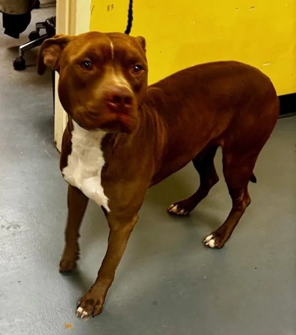 An adult large-sized male Pit Bull Terrier dog named B Marty for adoption in Dallas, GA