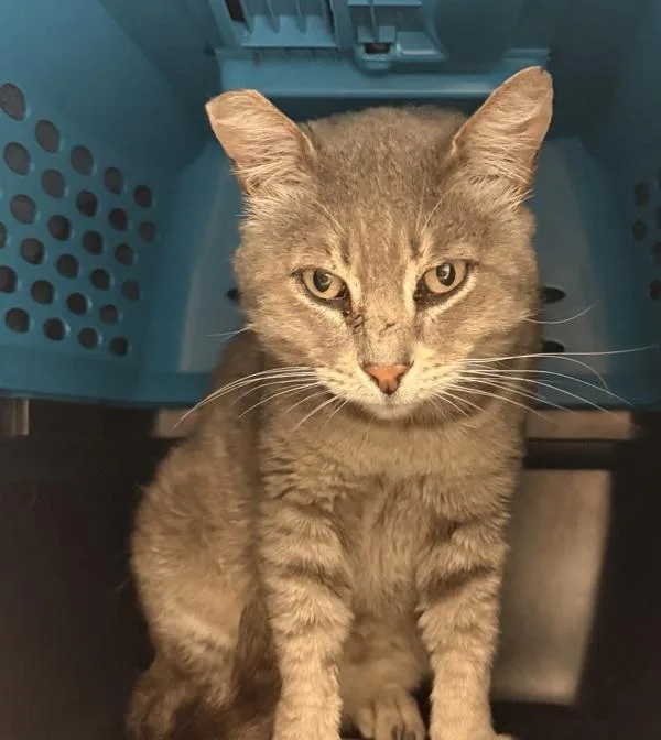 An adult medium-sized male Domestic Short Hair cat named Carl for adoption in Escondido, CA