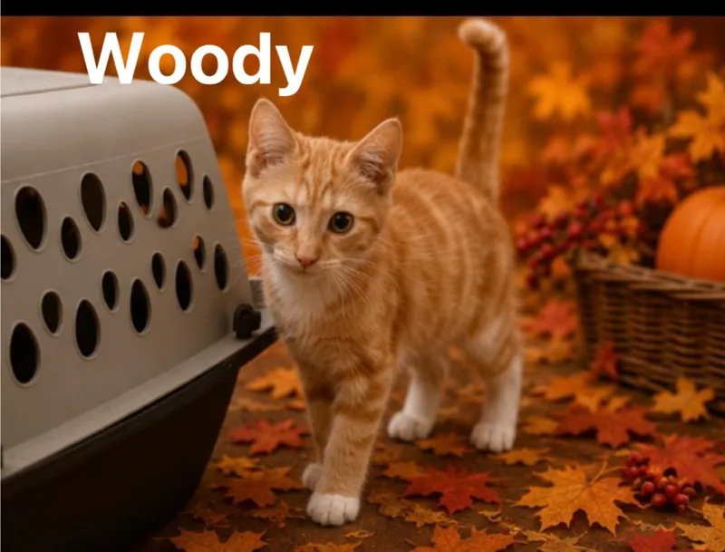 Woody thumbnail 4
