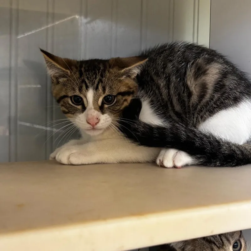 A baby small-sized male Brown / Chocolate Domestic Short Hair cat named Jerry for adoption in Pawling, NY