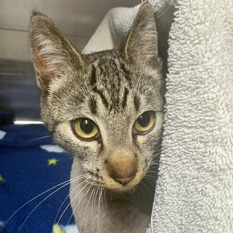A young medium-sized female Domestic Short Hair cat named Rosy for adoption in Taos, NM