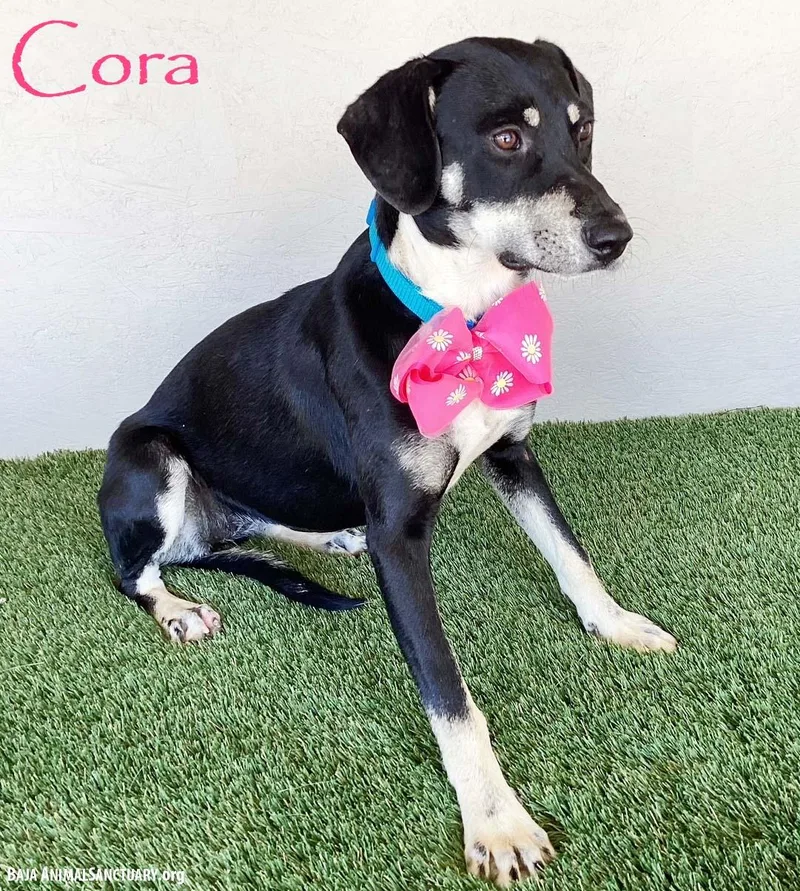 Cora