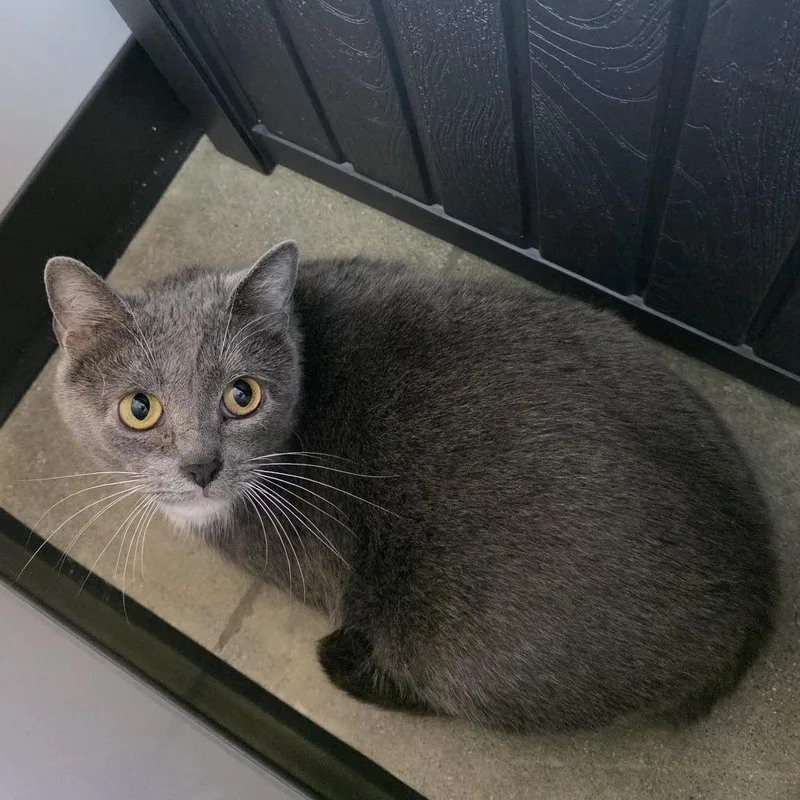 An adult medium-sized female Gray / Blue / Silver Domestic Short Hair cat named Barb for adoption in Fort Wayne, IN