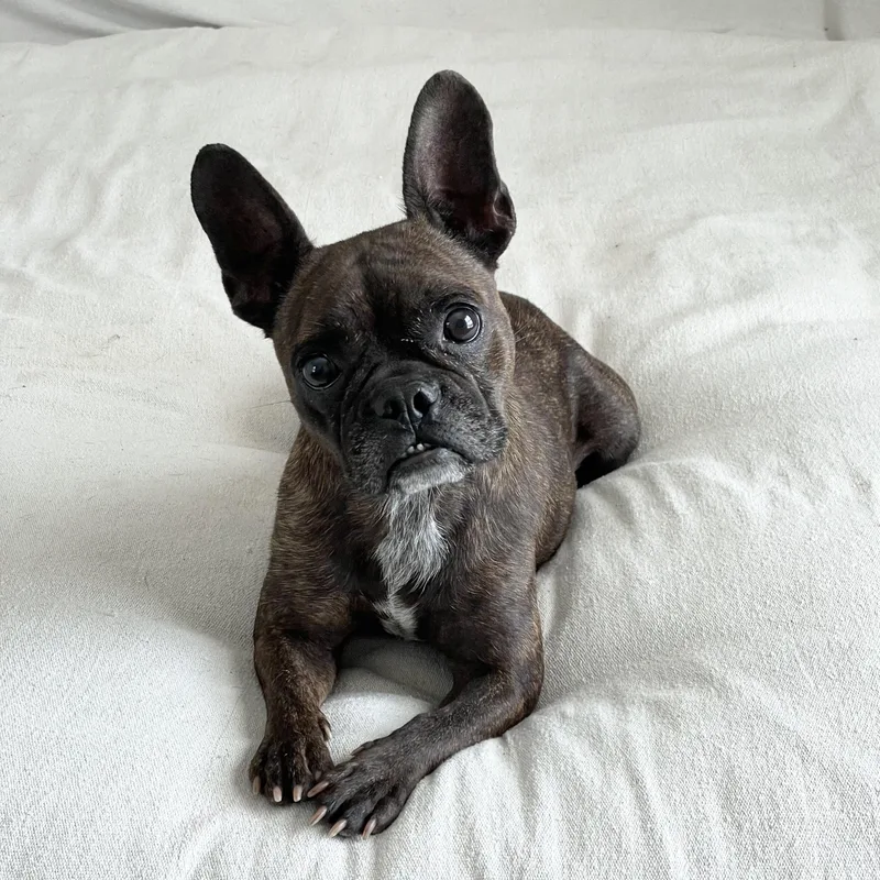An adult small-sized female Brindle French Bulldog dog named Cuddly Kali for adoption in Burlington, NC
