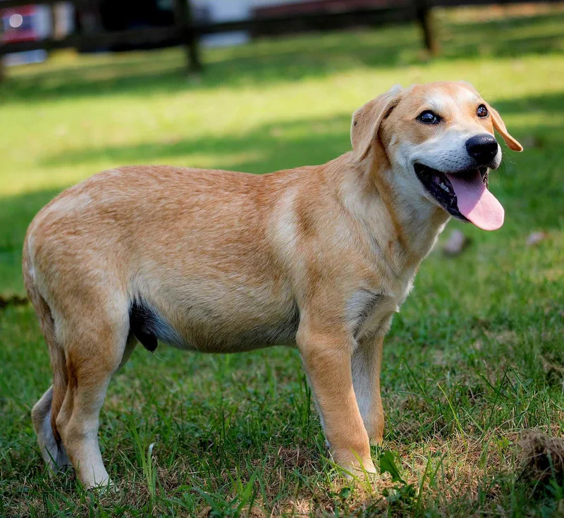 Puppy Gabriel thumbnail 3