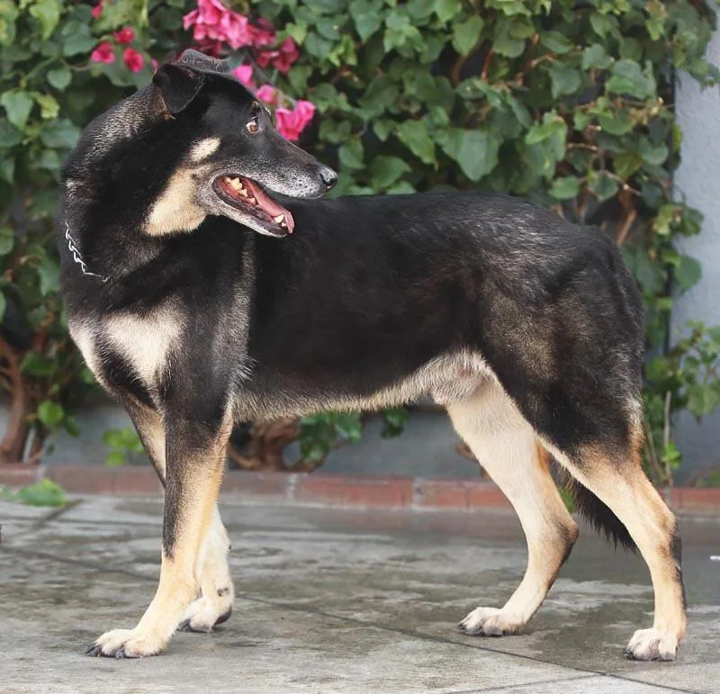 Hershey Von Bitz thumbnail 4