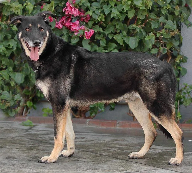 Hershey Von Bitz thumbnail 5