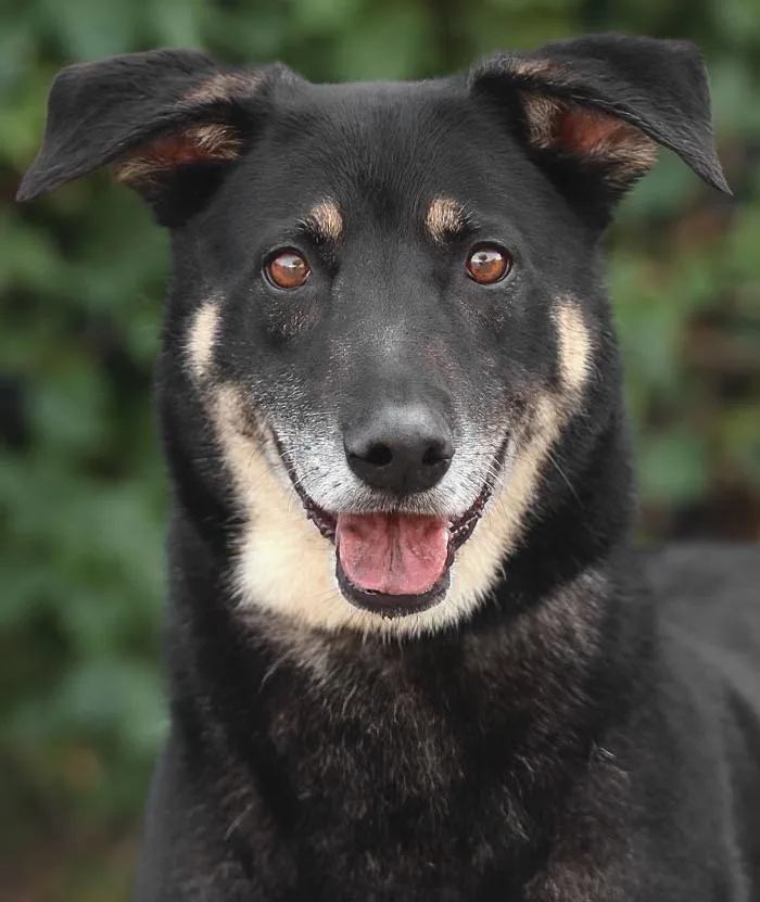 A young large-sized male Black German Shepherd Dog dog named Hershey Von Bitz for adoption in Los Angeles, CA