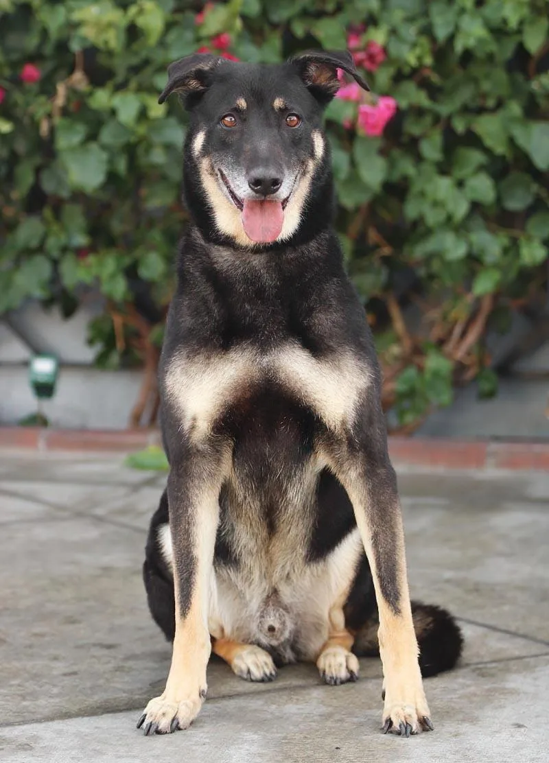 Hershey Von Bitz thumbnail 6