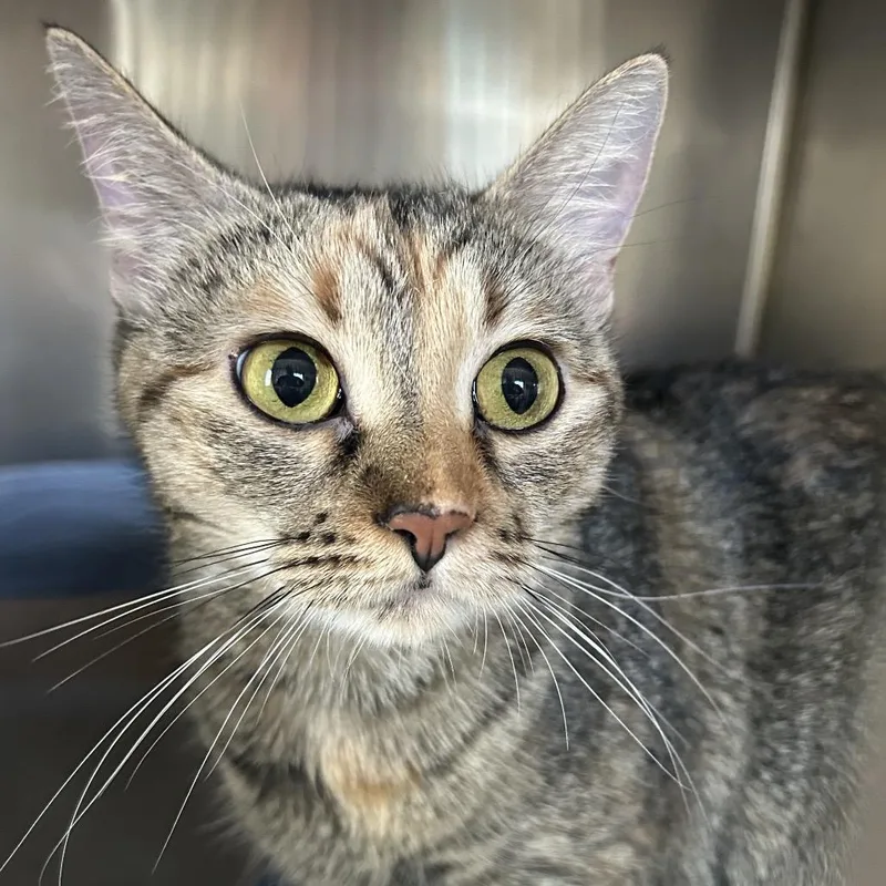 An adult large-sized female Domestic Short Hair cat named ReeRee for adoption in Eureka Springs, AR