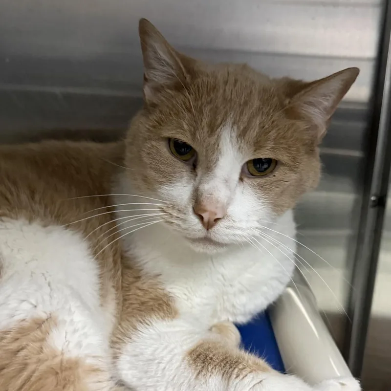 A senior large-sized male Orange / Red Domestic Short Hair cat named Tango for adoption in Marion, VA