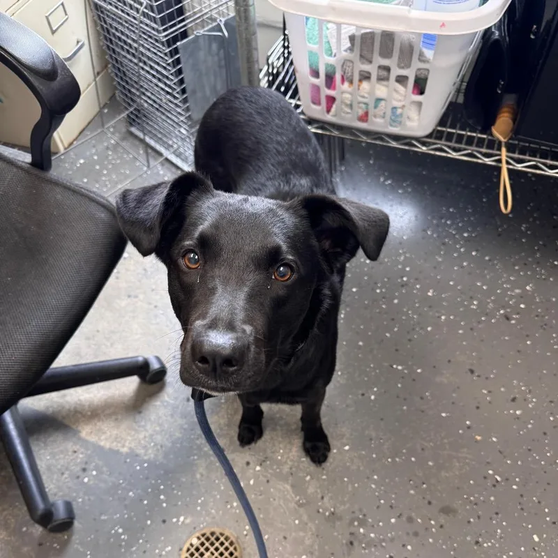 An adult medium-sized female Black Mixed Breed dog named Chrissy for adoption in Columbiana, AL