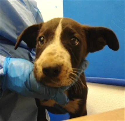 A baby small-sized male Dachshund dog named A for adoption in Albuquerque, NM