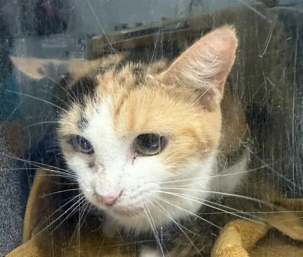 A senior medium-sized female Domestic Short Hair cat named Molly for adoption in Ridgewood, NY