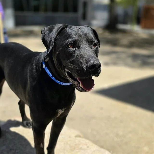 An adult large-sized male Pit Bull Terrier dog named Polo for adoption in Las Vegas, NV