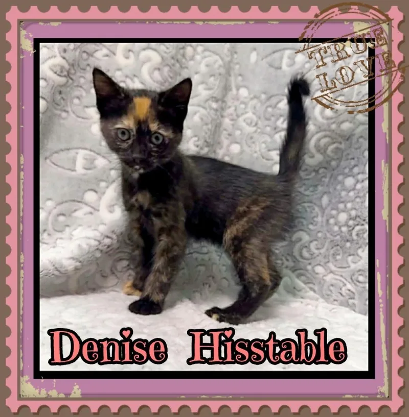 Denise Hisstable