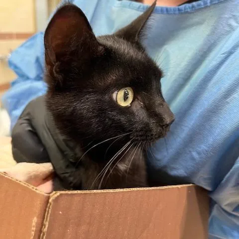 An adult medium-sized male Black Domestic Short Hair cat named Raven for adoption in Winston-Salem, NC
