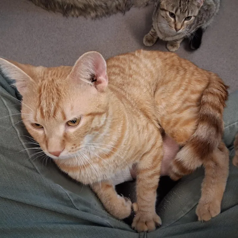 An adult medium-sized male Orange / Red Domestic Short Hair cat named Ox for adoption in Middlebury, VT